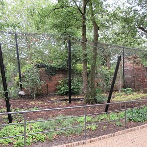 1922 'Ruins' - Snowy Owls + Red-Crowned Cranes