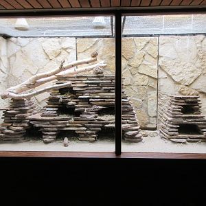 Small Mammal House - Common Gundi Exhibit