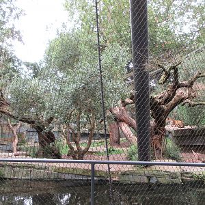 Jaguar Exhibit #2 - cat on right-side