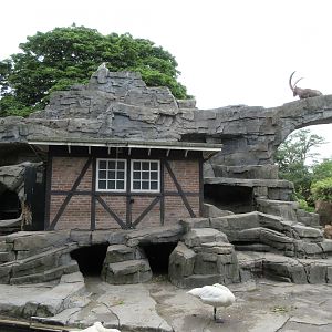 Alpine Ibex Exhibit
