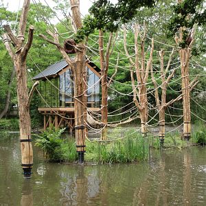 Red-faced Spider Monkey Exhibit (New in 2019)
