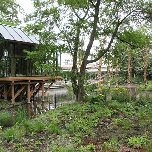 Red-faced Spider Monkey Exhibit (New in 2019)