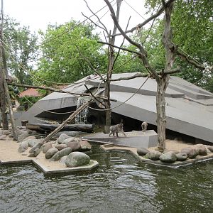Japanese Macaque Spaceship