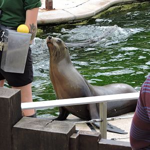 Sea Lion Training