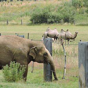 Asian Elephant & Bactrian Camel