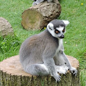 Ring Tailed Lemur