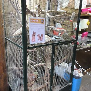 Degu Exhibit