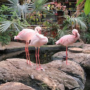 Flamingos (3 are free-roaming in pond area)