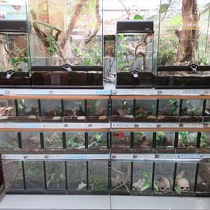 Animals for sale (pet shop section)