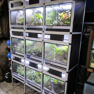 Frogs for sale (pet shop section)