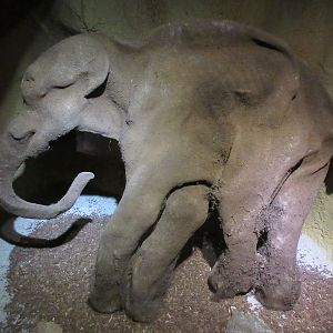 Woolly Mammoth (replica in zoo area)