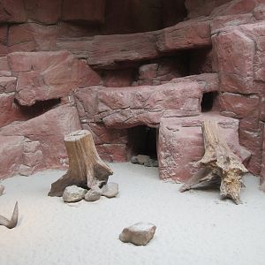 Meerkat Exhibit