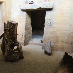 Dwarf Mongoose Exhibit