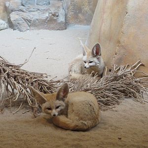 Fennec Foxes
