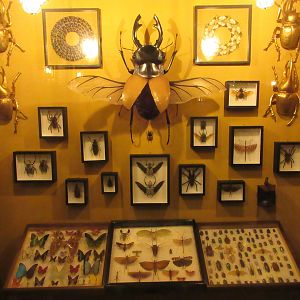 Bug Collection