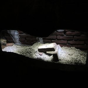 The Hague Rat Sewer - rat exhibit