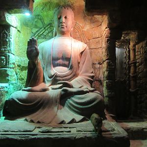 Yellow Mongoose Exhibit