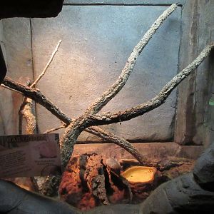 Lesser Hedgehog Tenrec Exhibit
