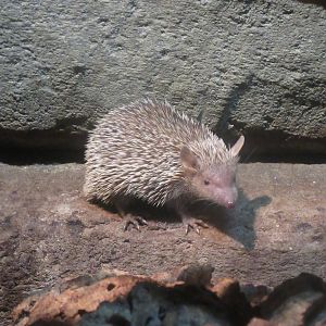 Lesser Hedgehog Tenrec
