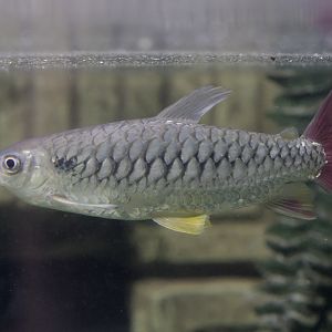 Pink-tailed Chalceus