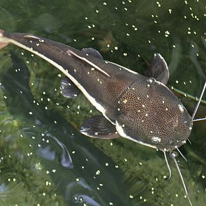 Red-tailed catfish