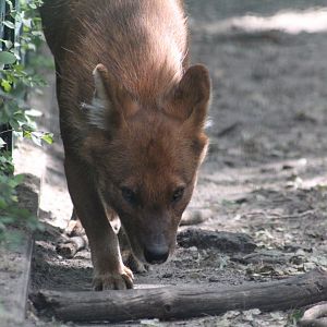 Chinese Dhole 28/06/19