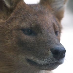 Chinese Dhole 28/06/19