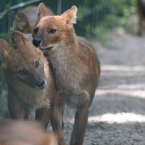 Chinese Dholes 28/06/19
