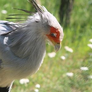 Secretary bird 28/06/19