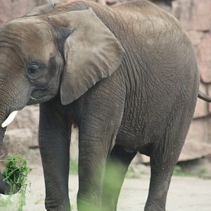 African elephant 28/06/19