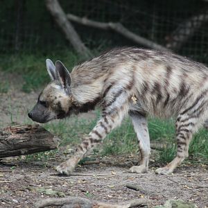 Striped Hyena 28/06/19
