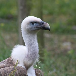 White backed vulture 28/06/19