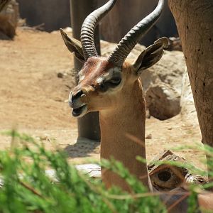 Southern Gerenuk