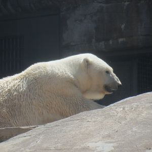 Polar Bear