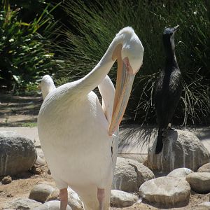 Great White Pelican, White Breasted Cormorant