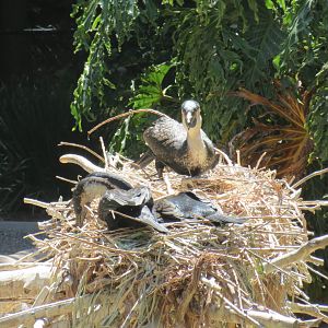White Breasted Cormorants