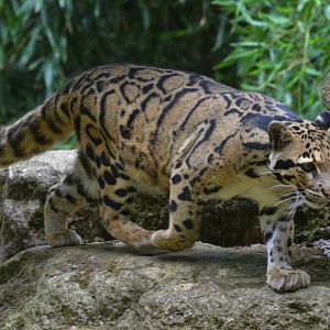 clouded leopard