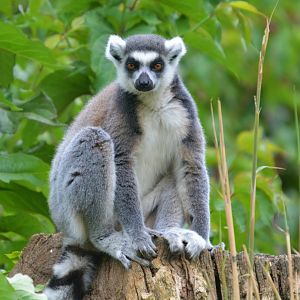 ring tailed lemur
