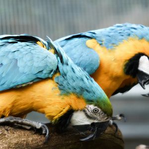 gold and blue macaws