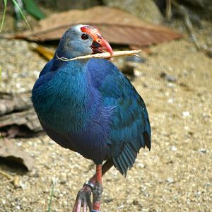 purple swamphen