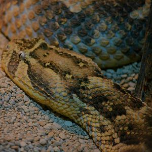 puff adder