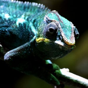 panther chameleon