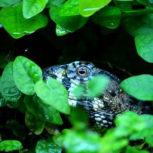 Chinese crocodile lizard