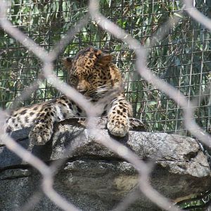 Amur Leopard