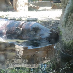 Pygmy Hippo