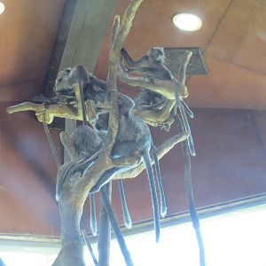 Silvered Leaf Langurs