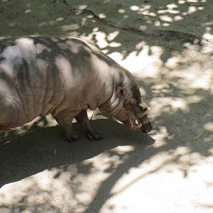 North Sulawesi Babirusa