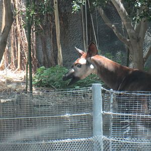 Okapi