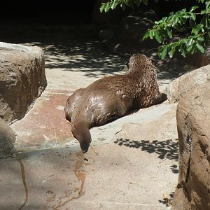 African Clawless Otter