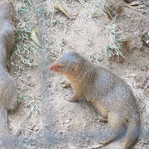Dwarf Mongooses